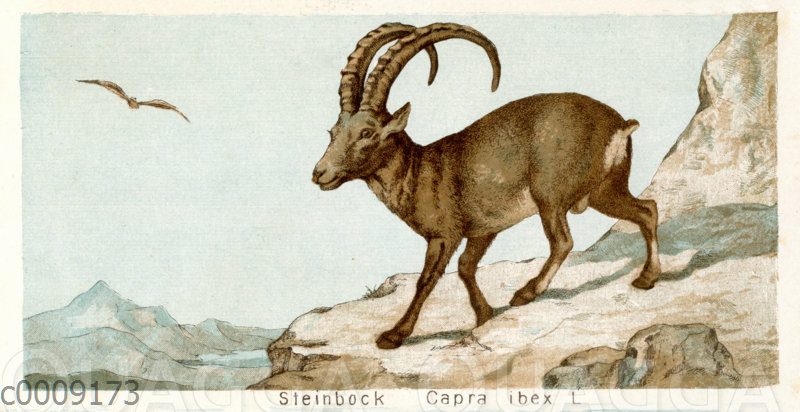 Steinbock