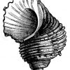 Turbo argyrostoinus