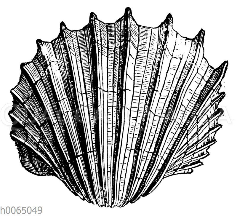 Cardium costatum