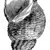 Buccinum undatum