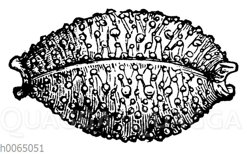 Cypraea nucleus