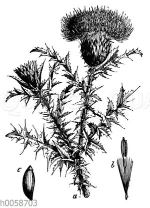 Distel