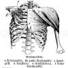 Mensch: Brustmuskeln