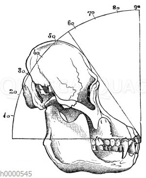 Orang-Utan: Schädel eines erwachsenen Tieres mit eingezeichnetem Gesichtswinkel