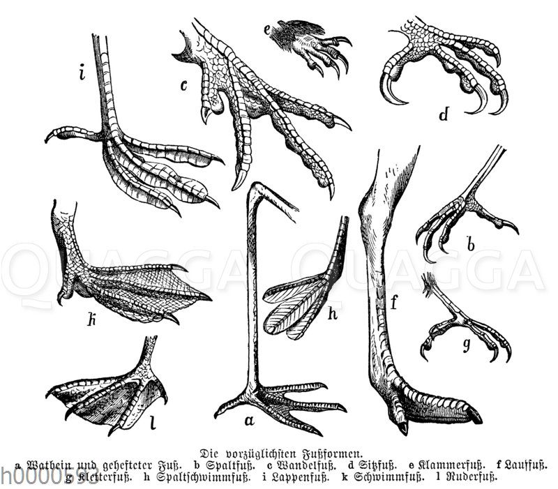 Vogelfußformen