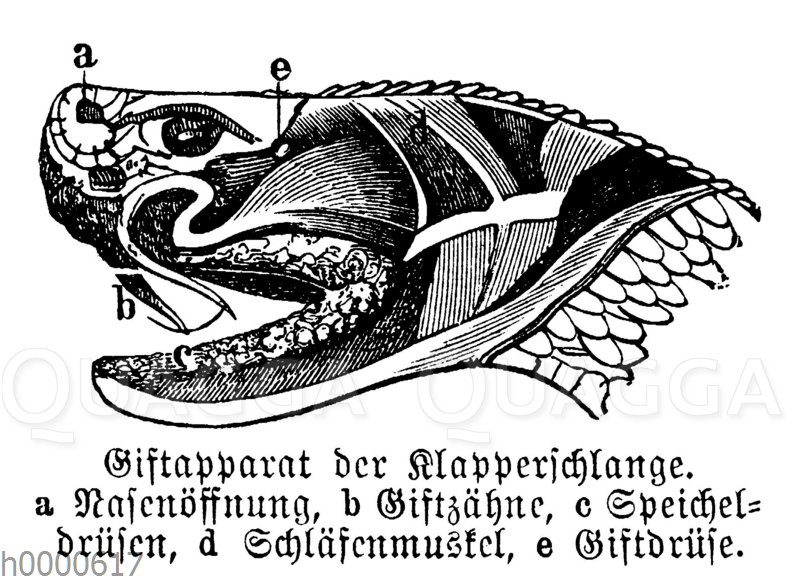 Klapperschlange: Kopf mit Giftapparat