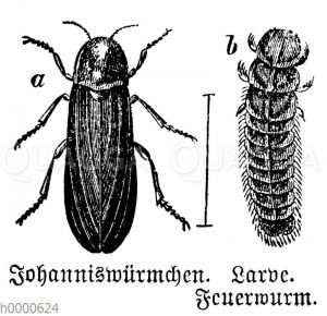 Johanniswürmchen