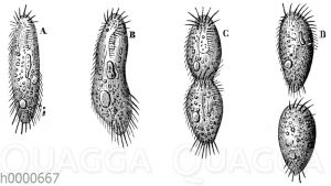 Infusorium: Zellteilung