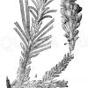 Voltzia heterophylla