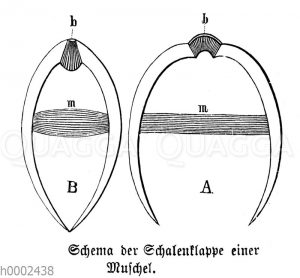 Muschel: Schema der Schalenklappe