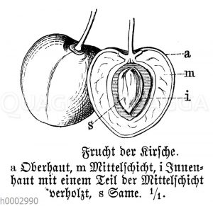 Kirsche: Frucht