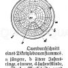 Dikotyledonenstamm: Querschnitt