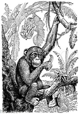 Junger Schimpanse mit Banane und Bananenstaude
