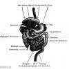 Mensch: Verdauungsorgane