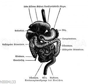 Mensch: Verdauungsorgane