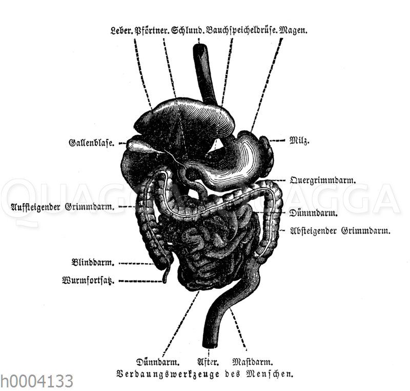 Mensch: Verdauungsorgane