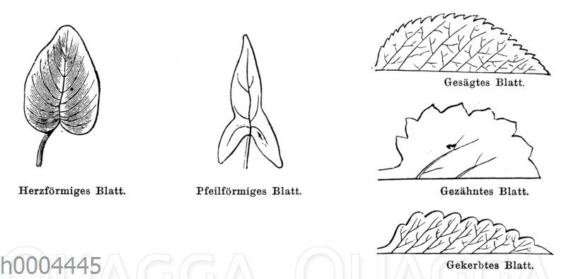 Blattformen: herzförmig