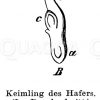 Hafer: Keimling