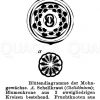 Schöllkraut: Blütendiagramm und Papaver - Mohn: Blütendiagramm