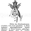 Knabenkraut: Blüte