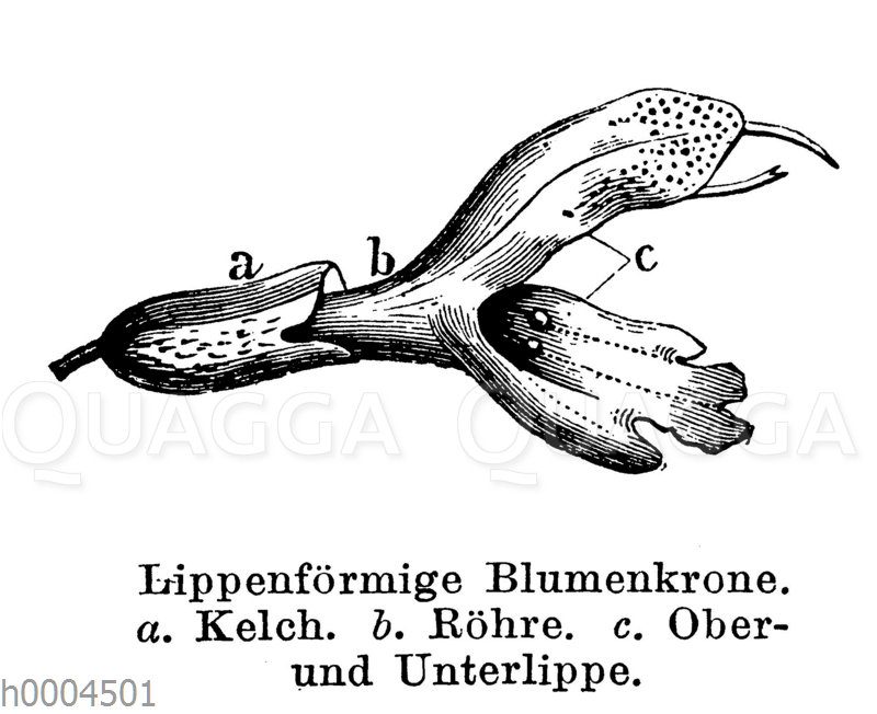 Lippenförmige Blumenkrone