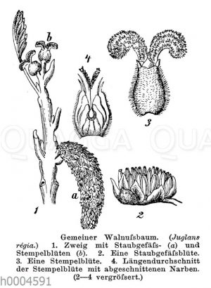 Walnussbaum: Zweig mit Staubgefäßblüte