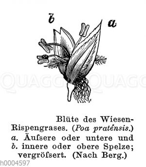 Wiesenrispengras: Blüte