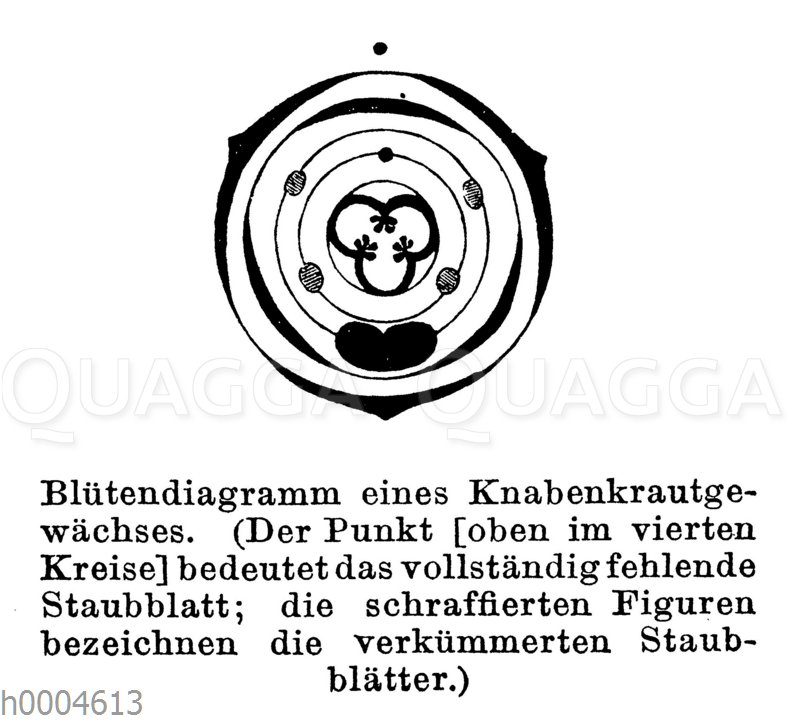 Blütendiagramm eines Knabenkrautgewächses