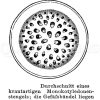 Durchschnitt eines krautigen Monokotyledonenstängels