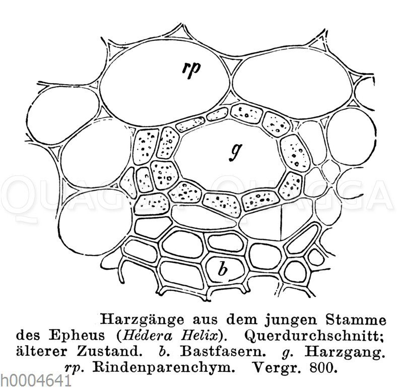 Efeu: Harzgänge aus dem jungen Stamm