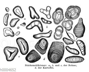 Stärkemehlkörner von Bohne und Kartoffel