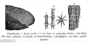 Rote Orgelkoralle