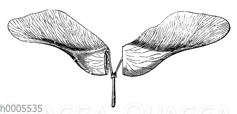 Spitzahorn: Flügelfrucht