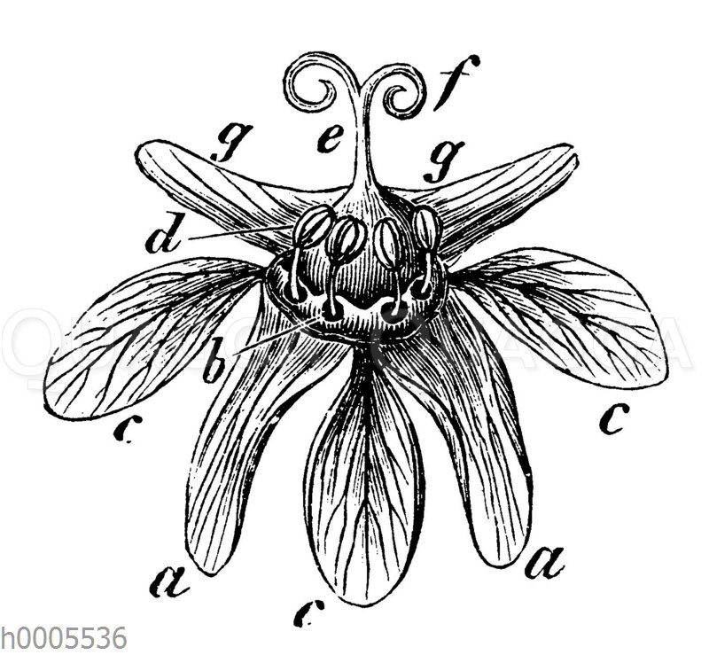 Spitzahorn: Blüte