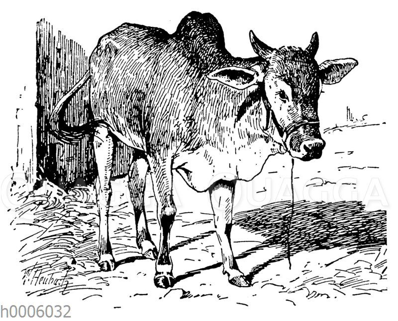 Zebu