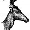 Ochsenantilope