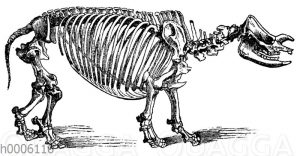 Nashorn: Skelett
