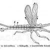 Insektenkörper: Kreislauf