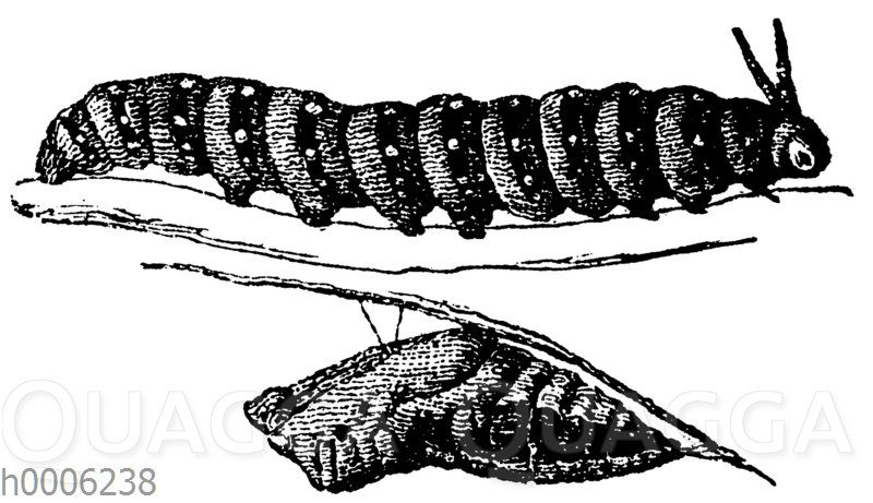 Schwalbenschwanz - Raupe und Puppe