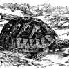 Griechische Landschildkröte