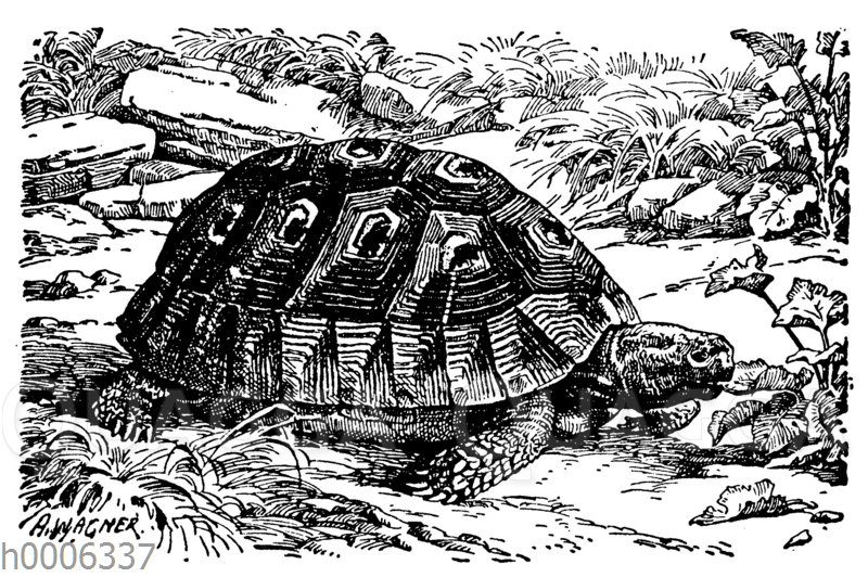 Griechische Landschildkröte