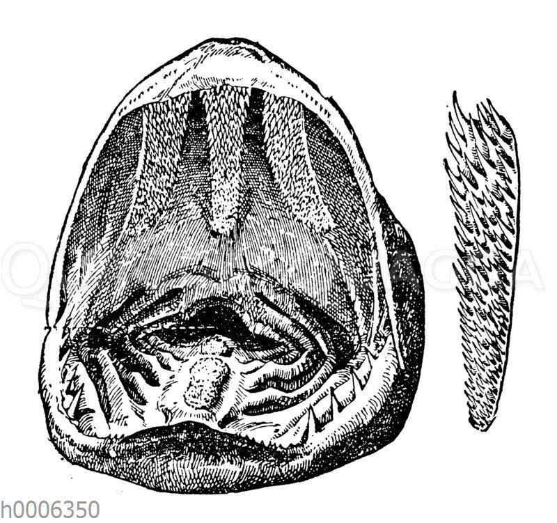 Hecht: Geöffnetes Maul und Schlundknochen