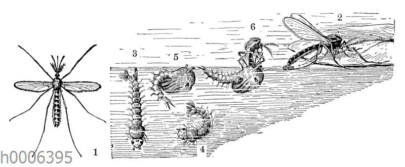 Stechmücke: Männchen und Entwicklung