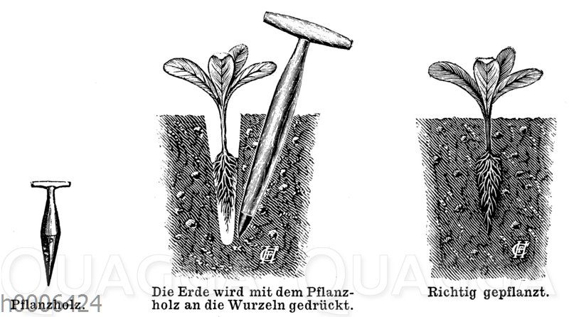 Gebrauch eines Pflanzholzes