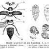 Maikäfer und seine Verwandlung