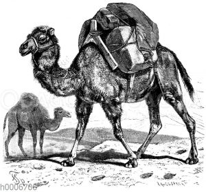 Vordergrund: Kamel