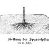 Stellung der Spargelpflanzen im ersten