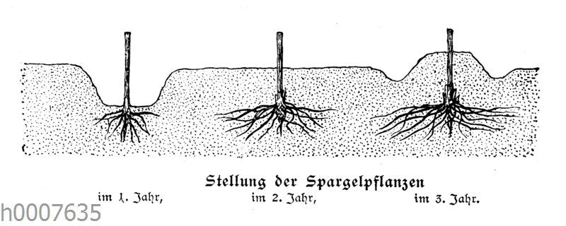 Stellung der Spargelpflanzen im ersten