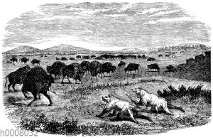 Jagd der Indianer auf grasende Büffel in der Prärie
