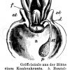 Knabenkraut: Griffelsäule der Blüte